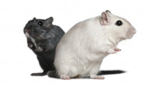 Two Gerbils, 2 years old, in front of white background