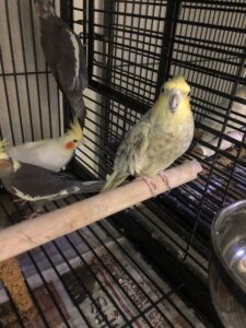 Cockatiel supplies hotsell